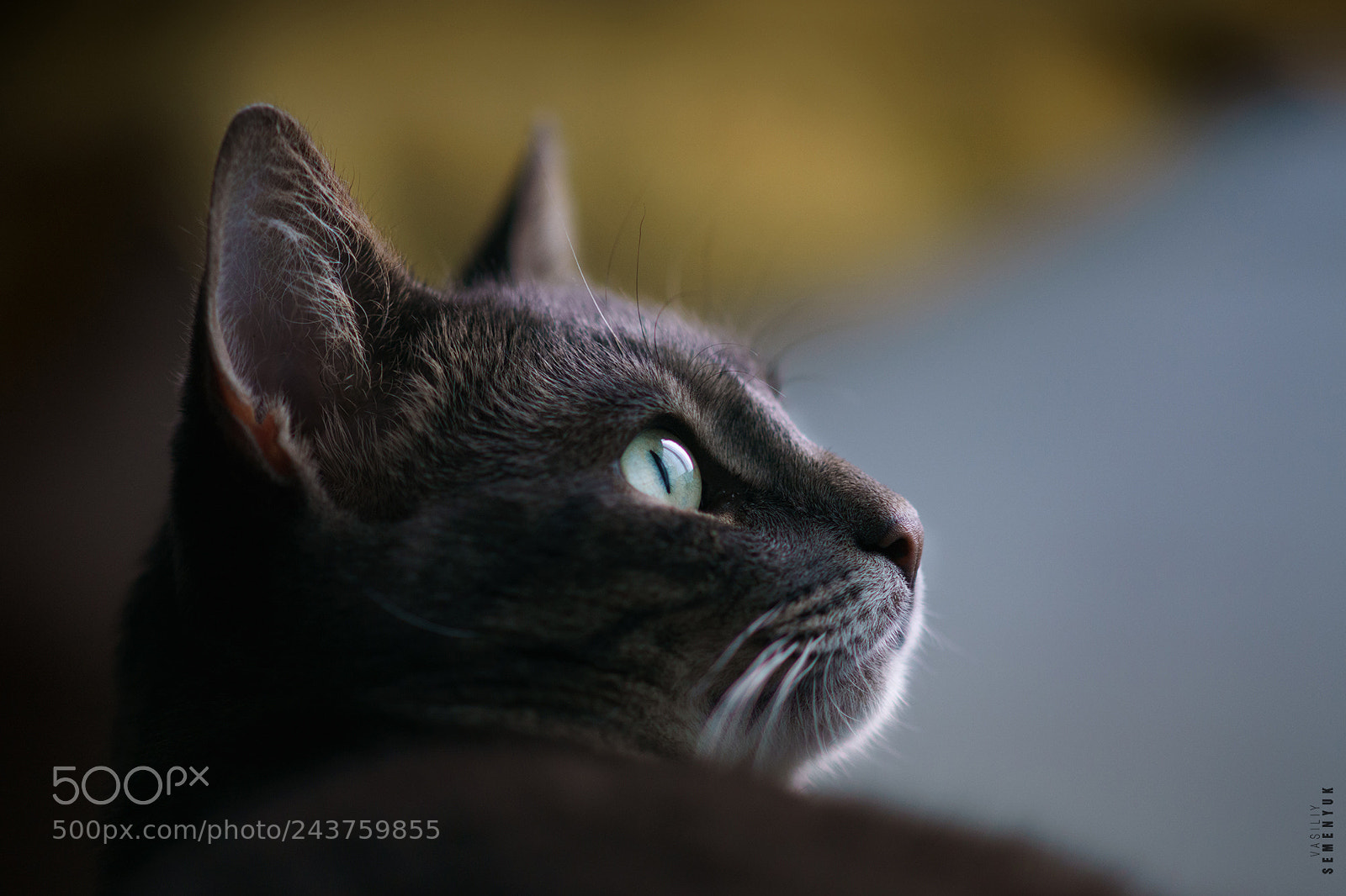 Sony ILCA-77M2 sample photo. Portrait of cat. photography