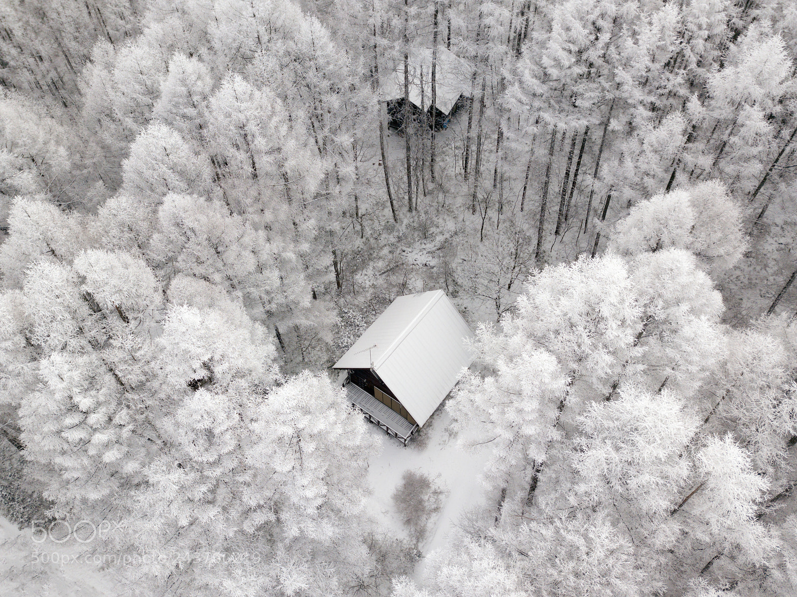 DJI FC220 sample photo. White tree photography