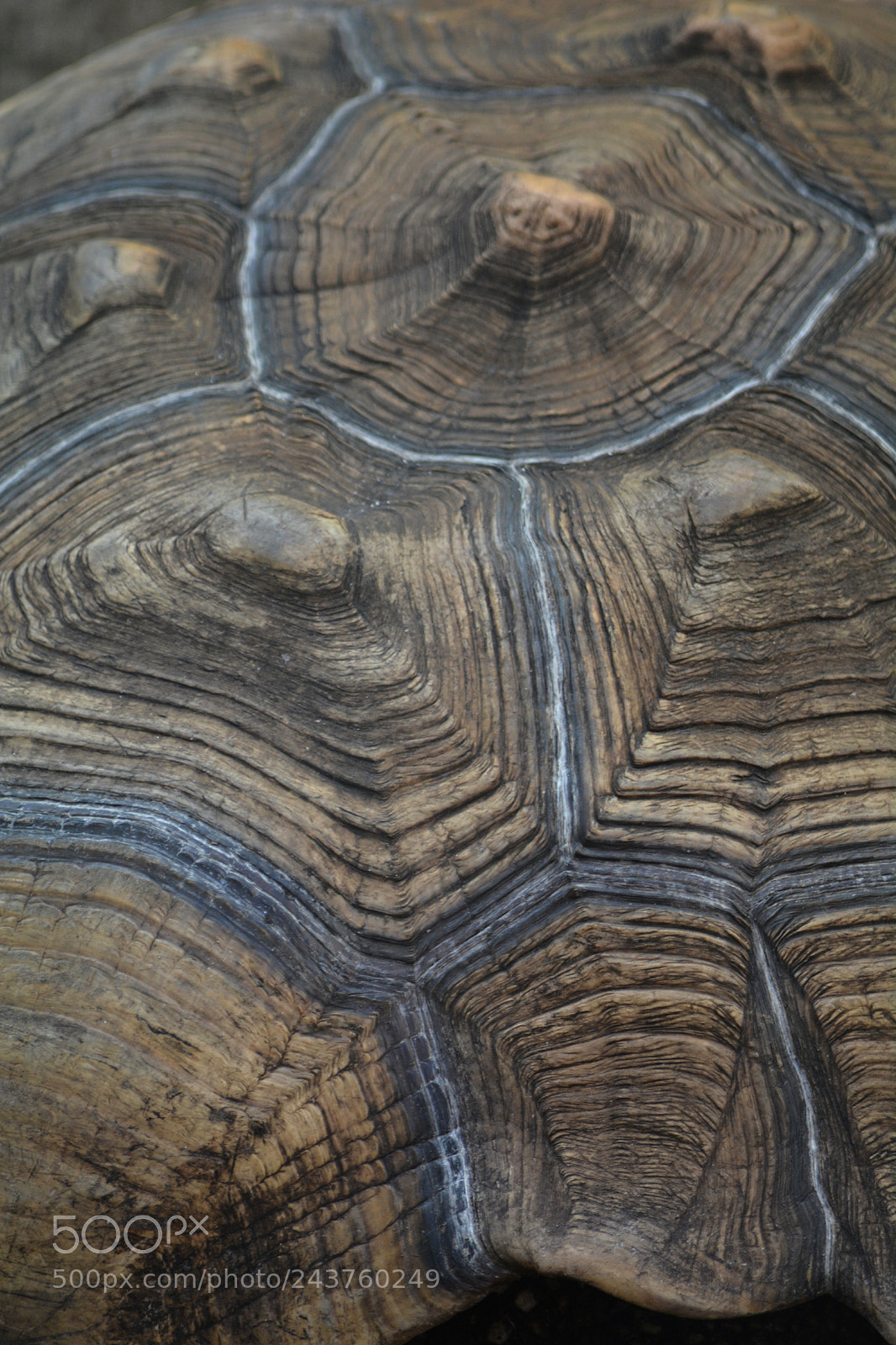 Nikon D7100 sample photo. Tortoise shell photography