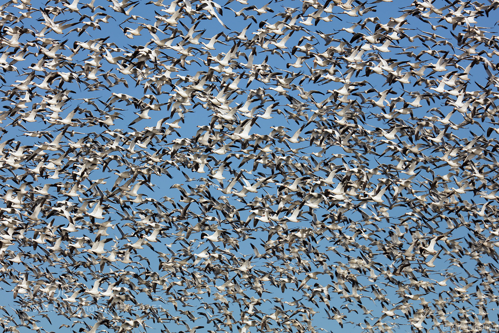 Canon EOS 5DS R sample photo. Patterns in nature, flock photography