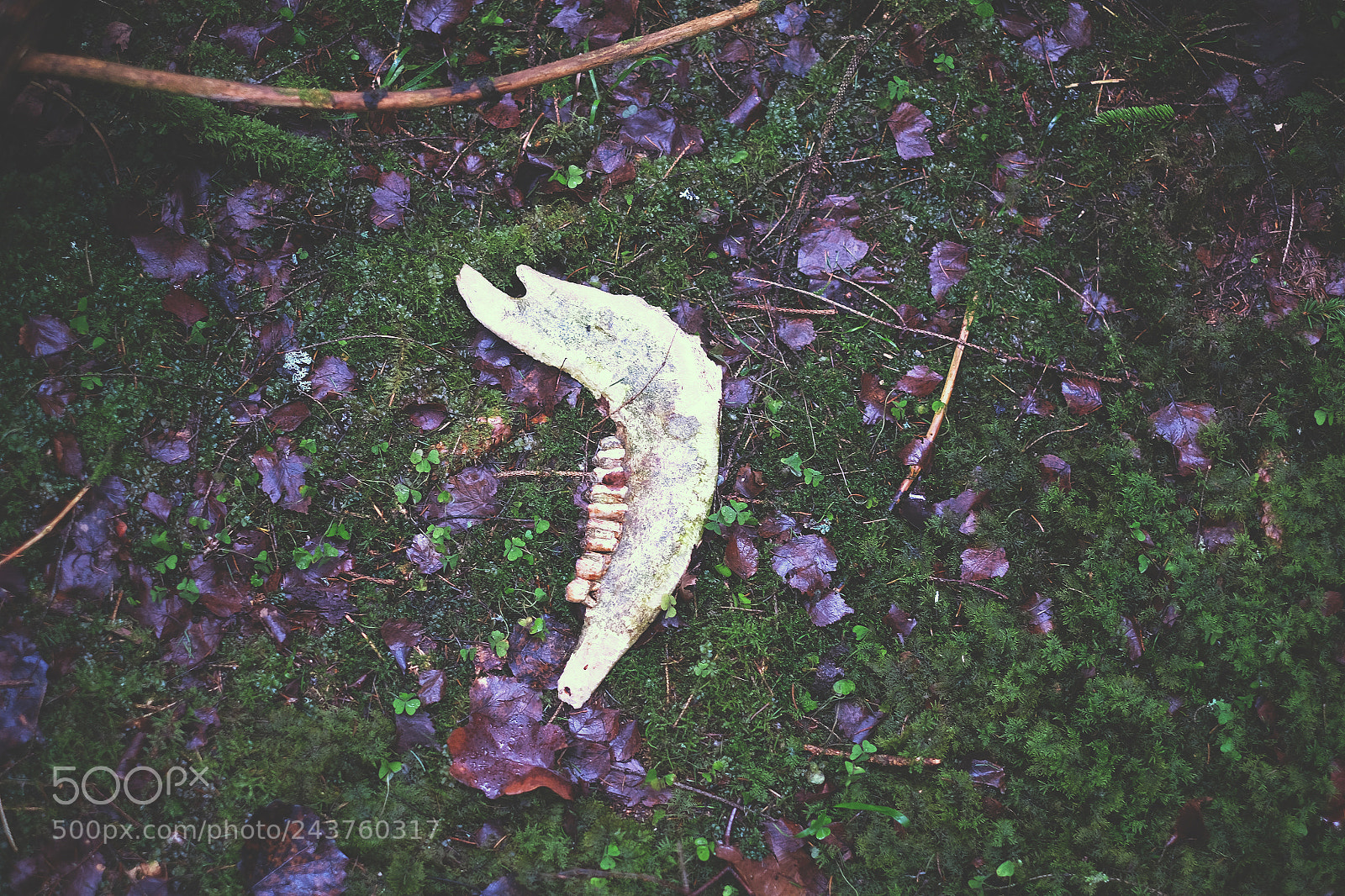 Fujifilm X-E2 sample photo. Bone in the forest photography