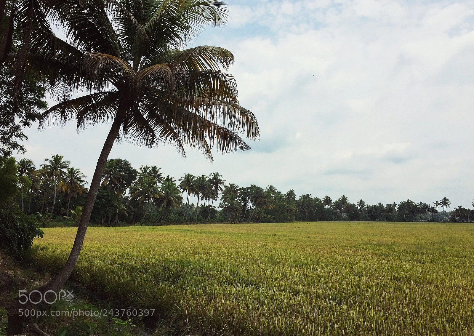 Apple iPhone 6 sample photo. Palm next to a photography