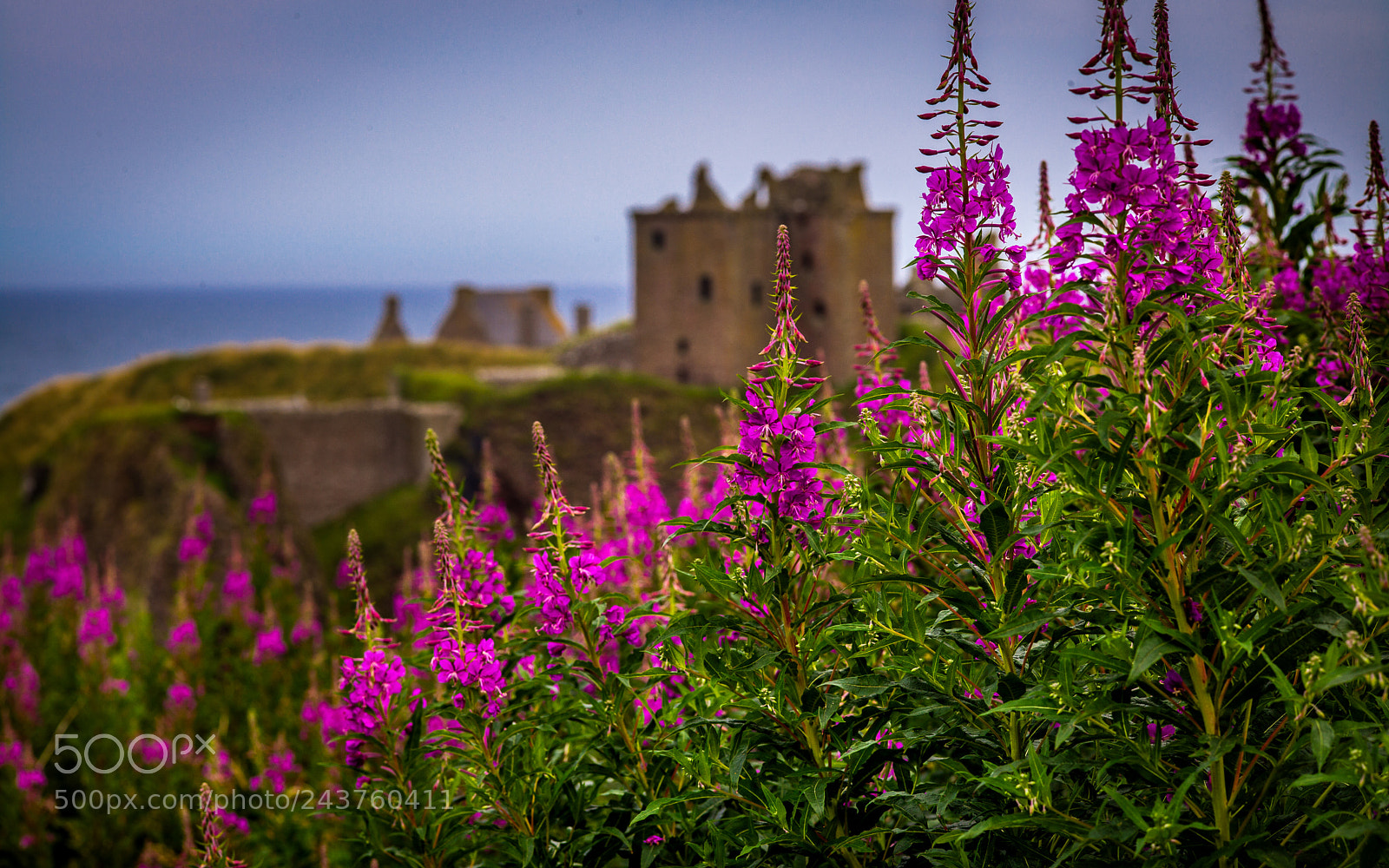 Leica M (Typ 240) sample photo. Scotland memories - flowers photography