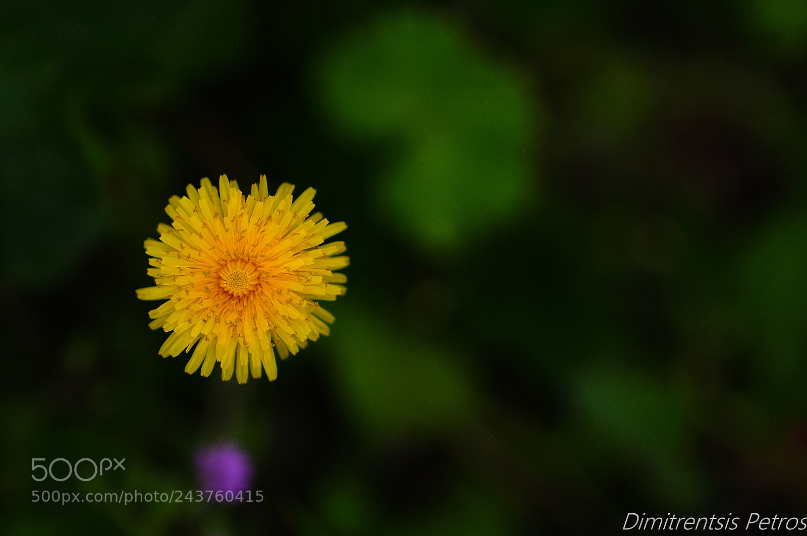Nikon D300S sample photo. Yellow photography