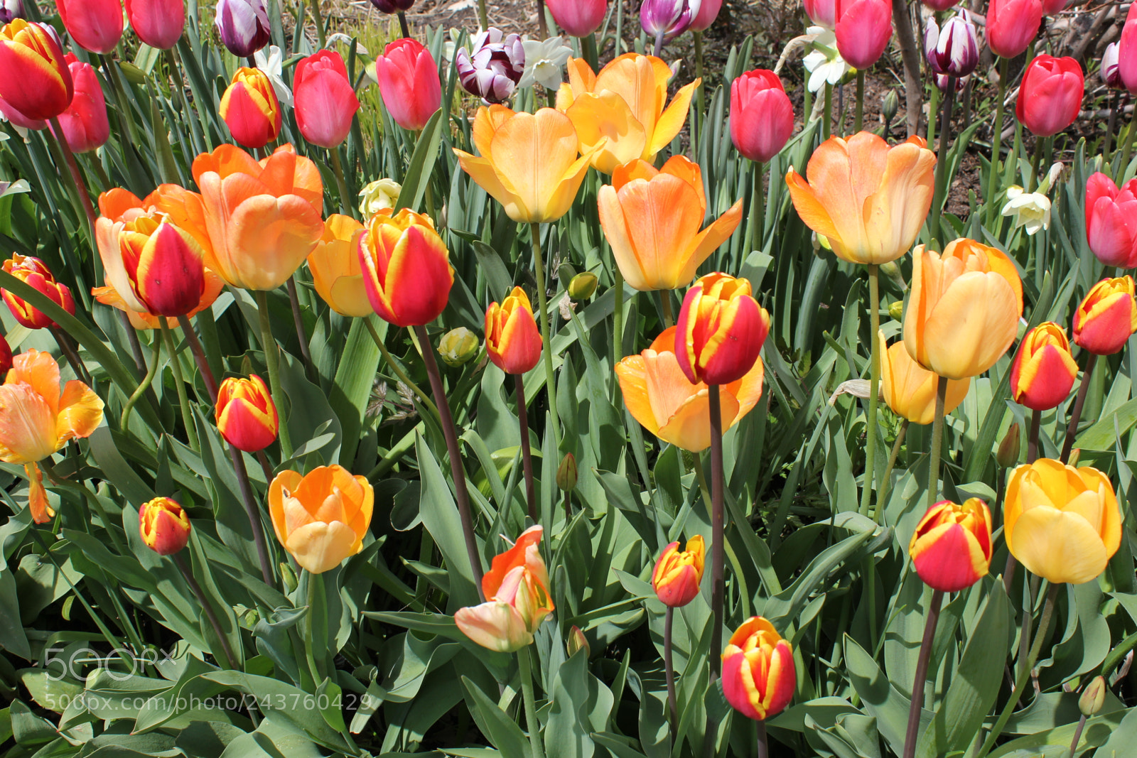 Canon EF-S 18-55mm F3.5-5.6 IS sample photo. Tulips edward's gardens, toronto photography
