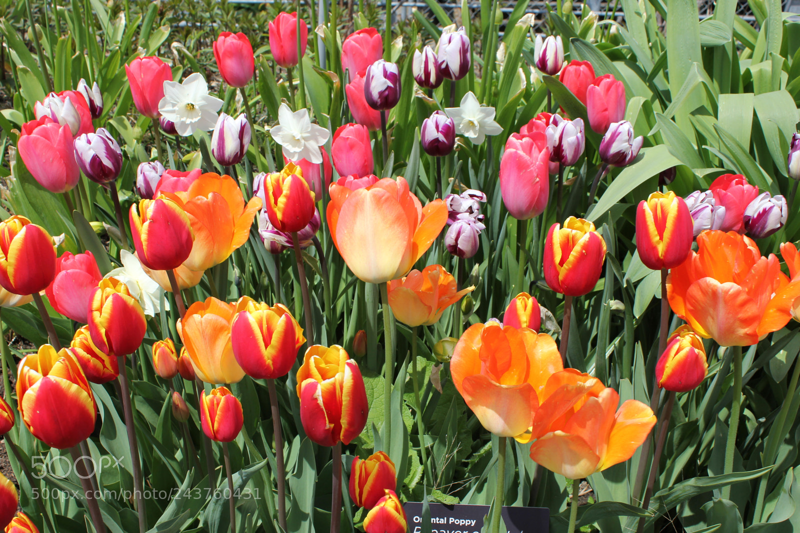 Canon EF-S 18-55mm F3.5-5.6 IS sample photo. Tulips edward's gardens, toronto photography