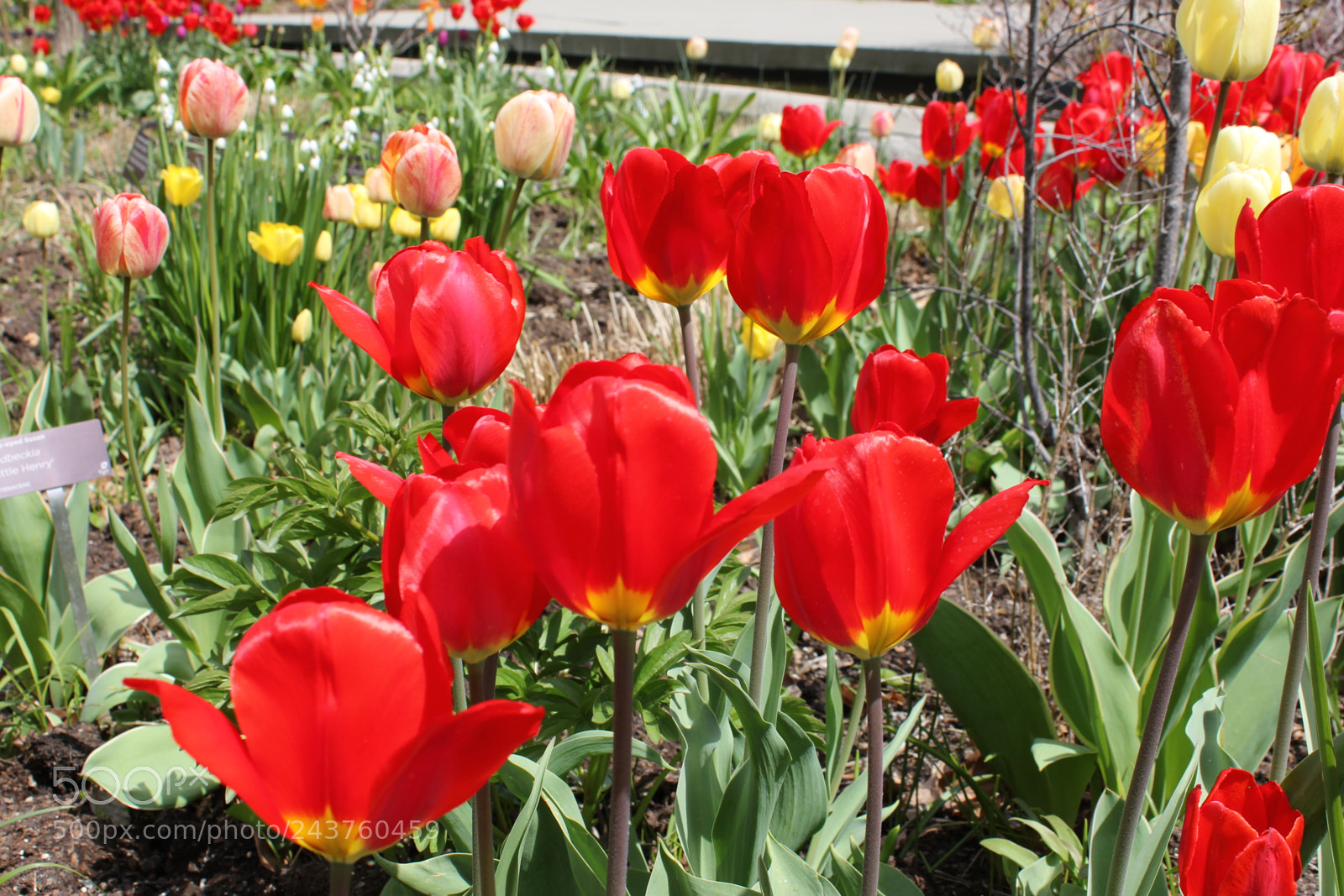 Canon EF-S 18-55mm F3.5-5.6 IS sample photo. Tulips edward's gardens, toronto photography