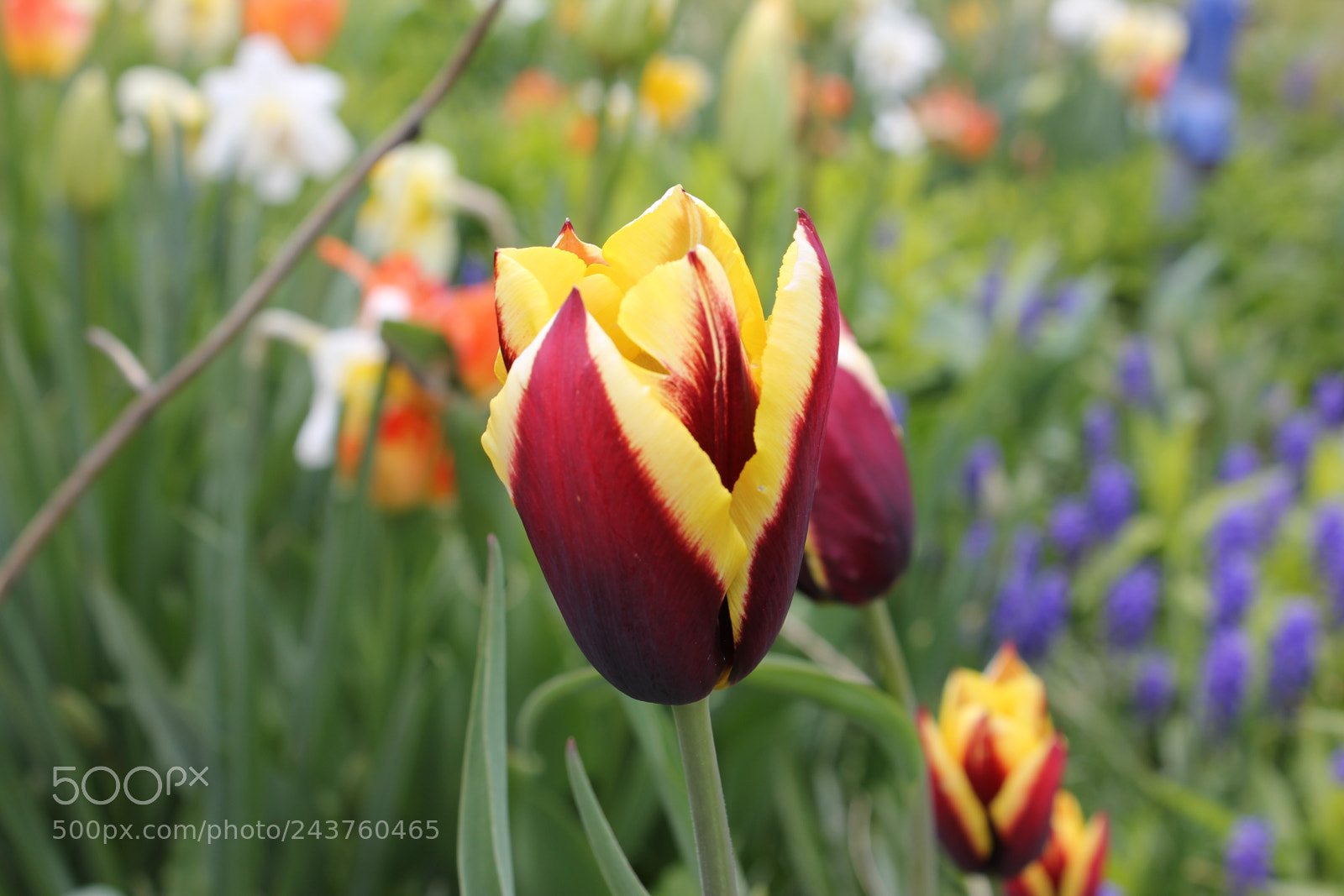 Canon EF-S 18-55mm F3.5-5.6 IS sample photo. Tulips edward's gardens, toronto photography