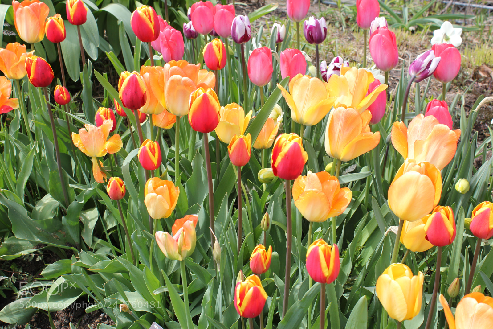 Canon EF-S 18-55mm F3.5-5.6 IS sample photo. Tulips edward's gardens, toronto photography