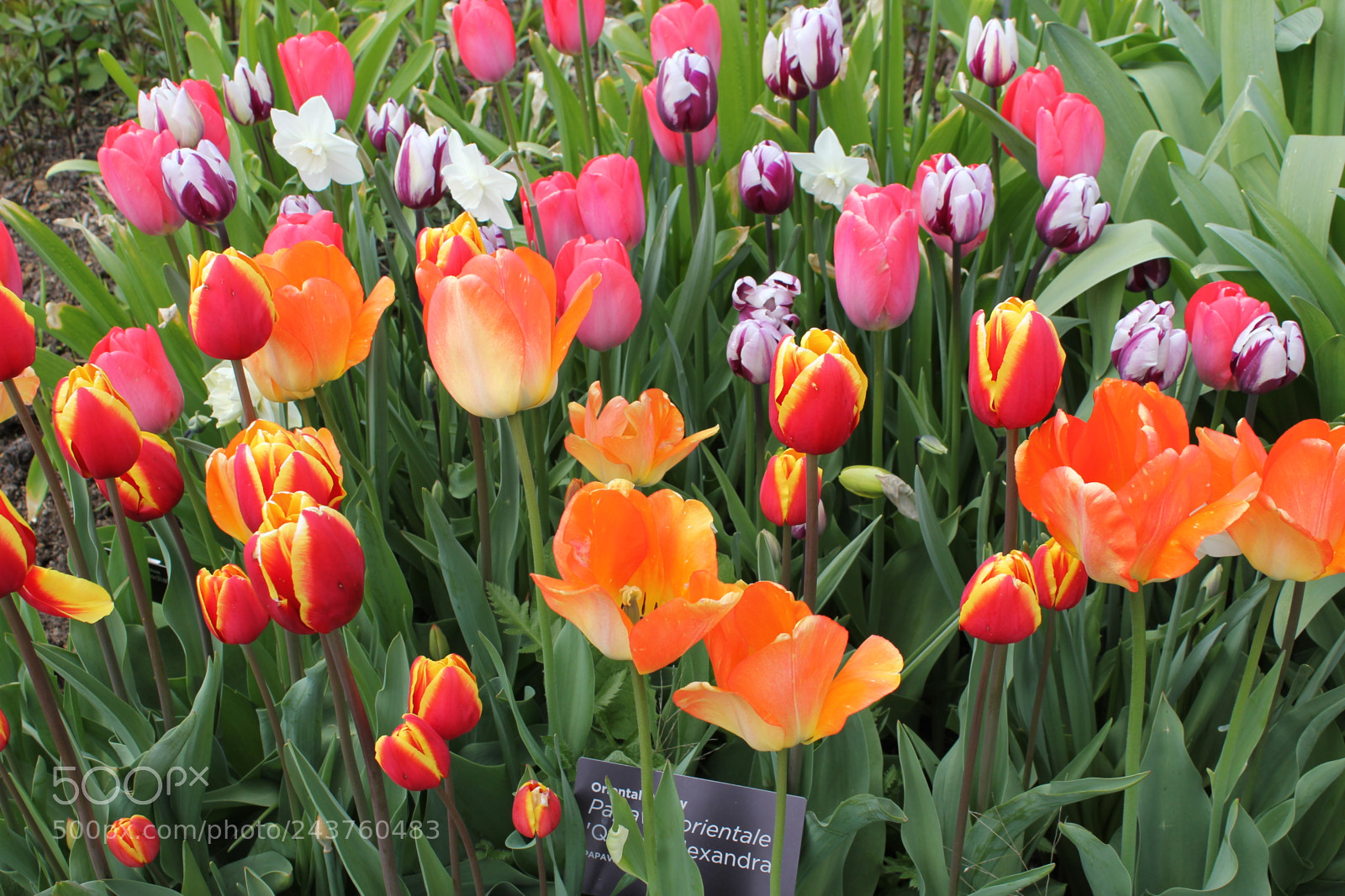 Canon EF-S 18-55mm F3.5-5.6 IS sample photo. Tulips edward's gardens, toronto photography