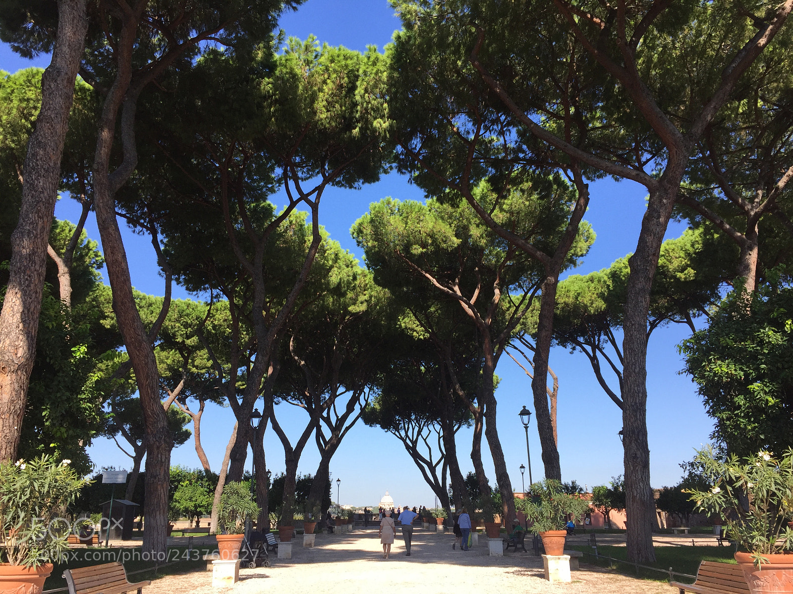 Apple iPhone 6 sample photo. Rome ... orange garden photography