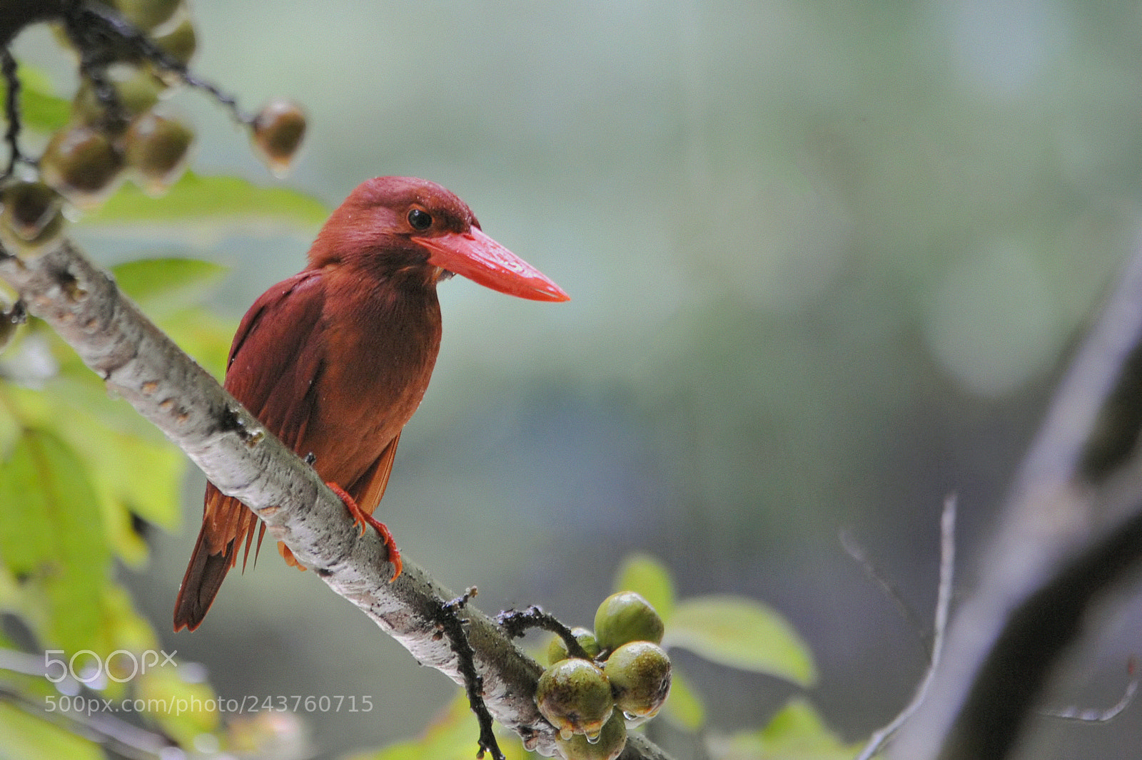 Nikon D3S sample photo. Ruddy kingfisher photography