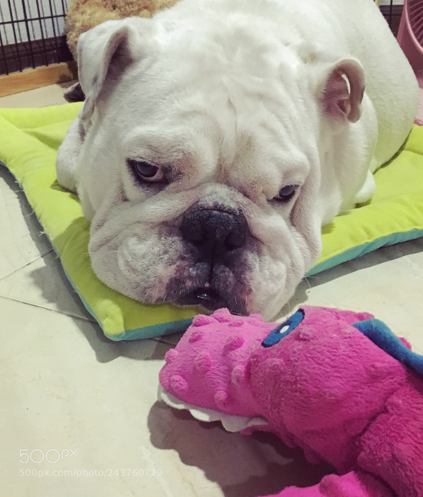 Apple iPhone SE sample photo. Harley vs sweetie crocodile photography