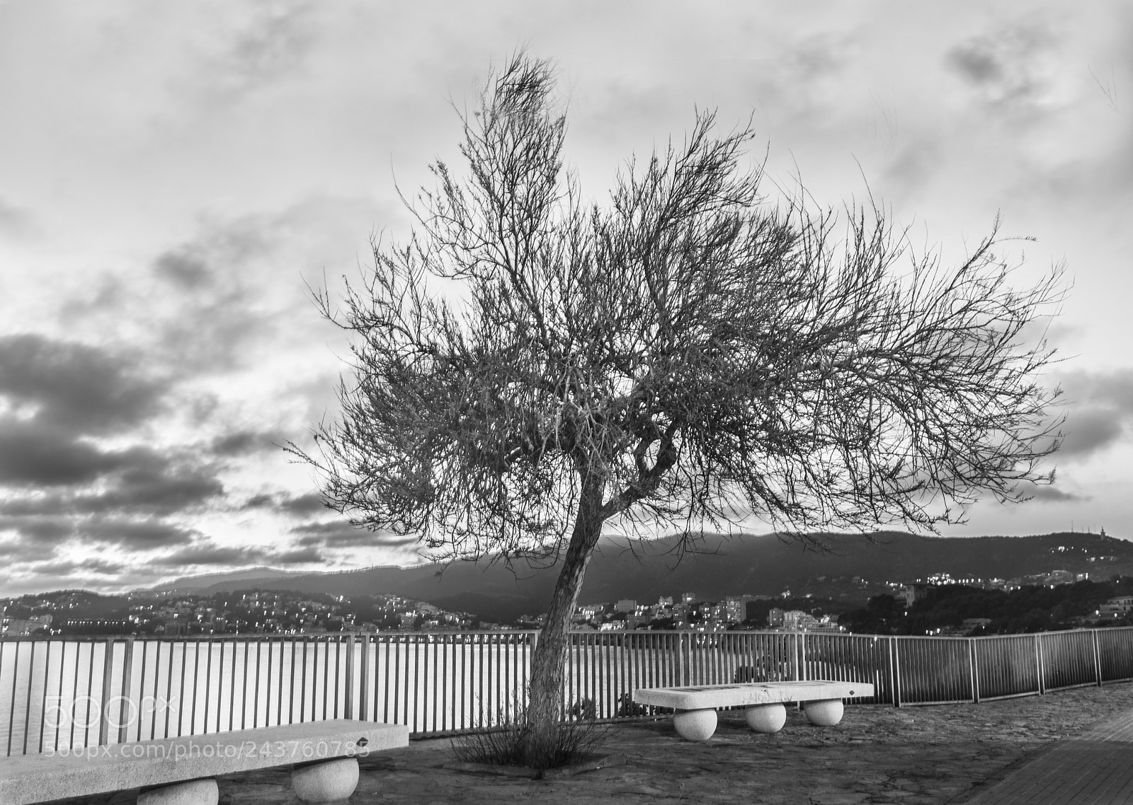 Nikon D610 sample photo. El árbol photography