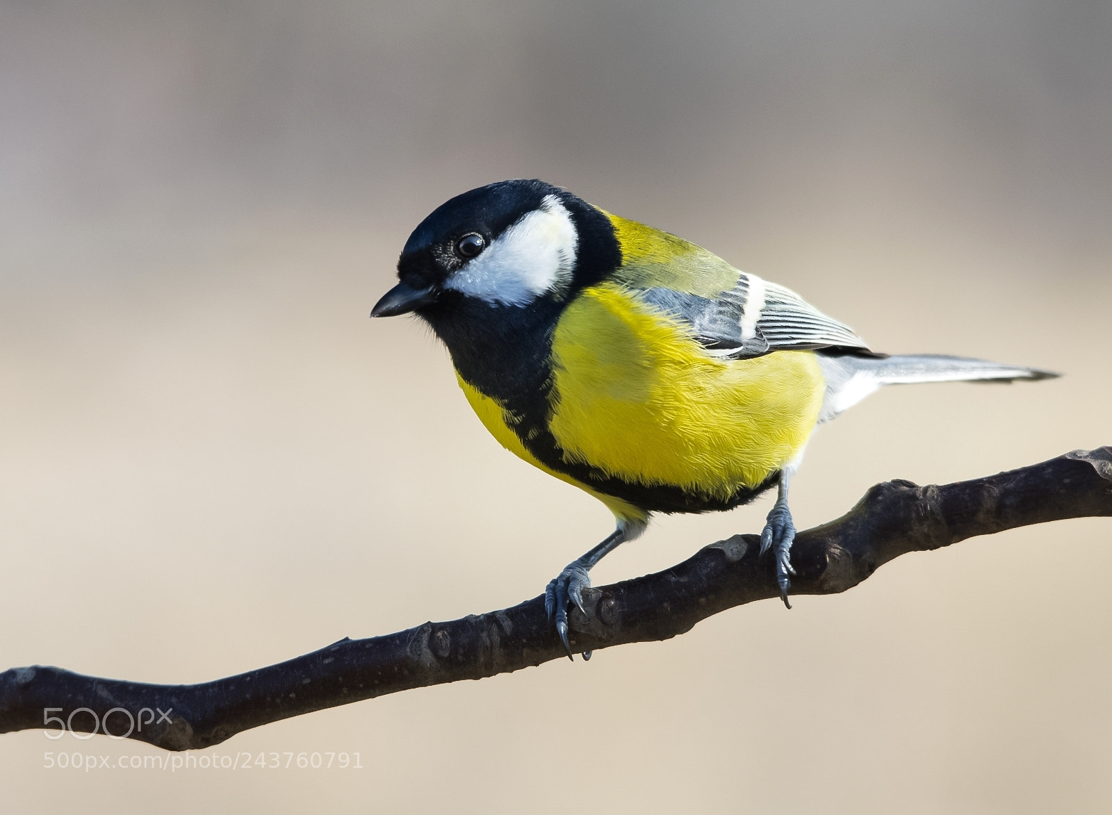 Nikon D7200 sample photo. Great tit photography