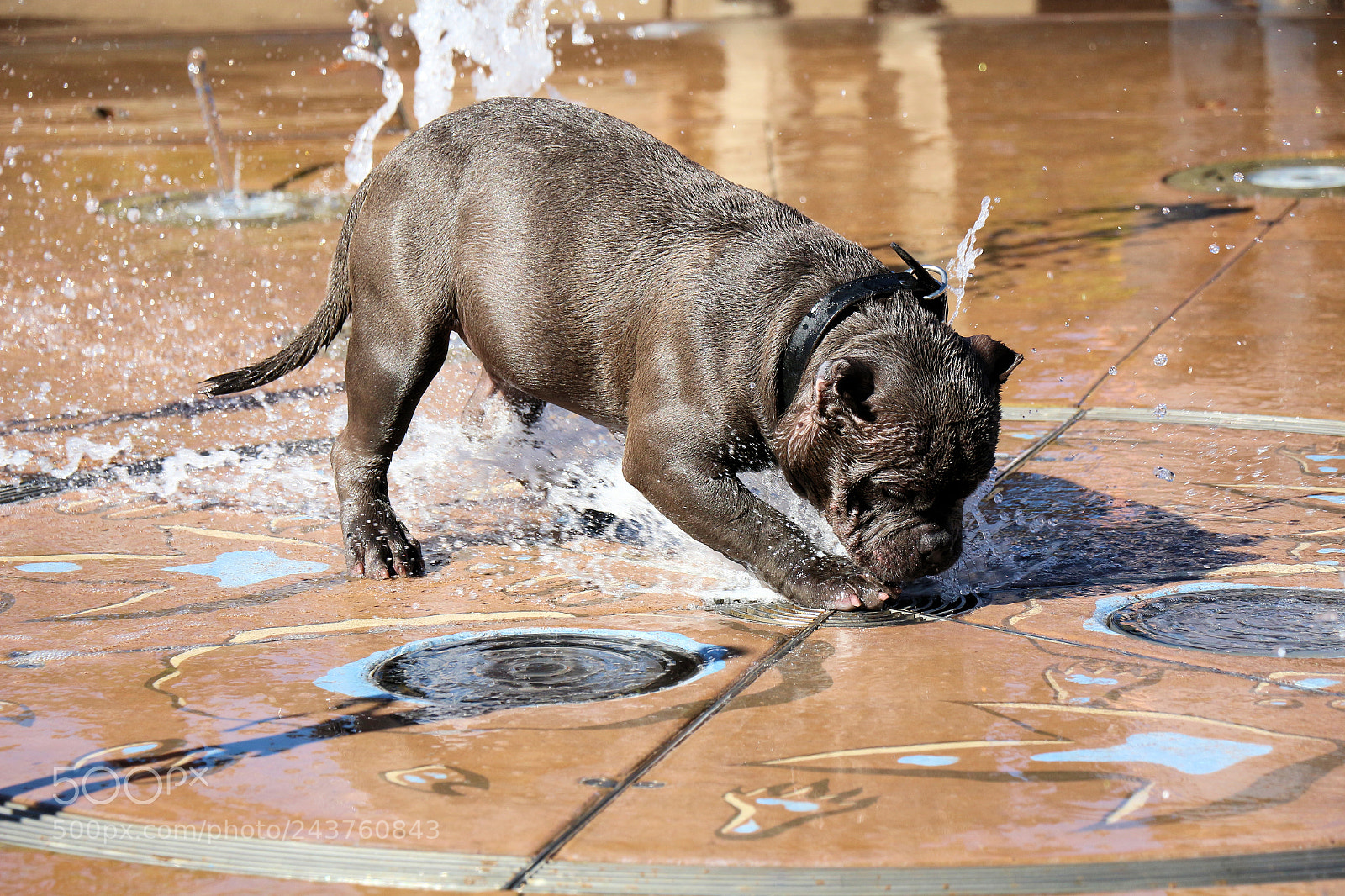 Canon EOS 700D (EOS Rebel T5i / EOS Kiss X7i) sample photo. Bulldog fountain photography