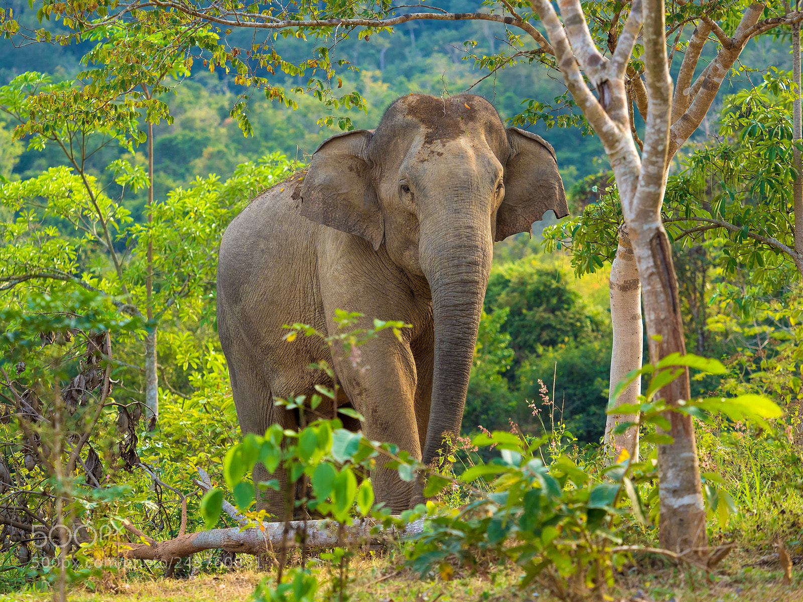 Olympus OM-D E-M1 Mark II sample photo. Thailand | rainforest elephant photography