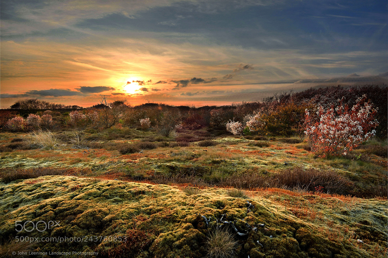 Nikon D7200 sample photo. Moss on texel in photography