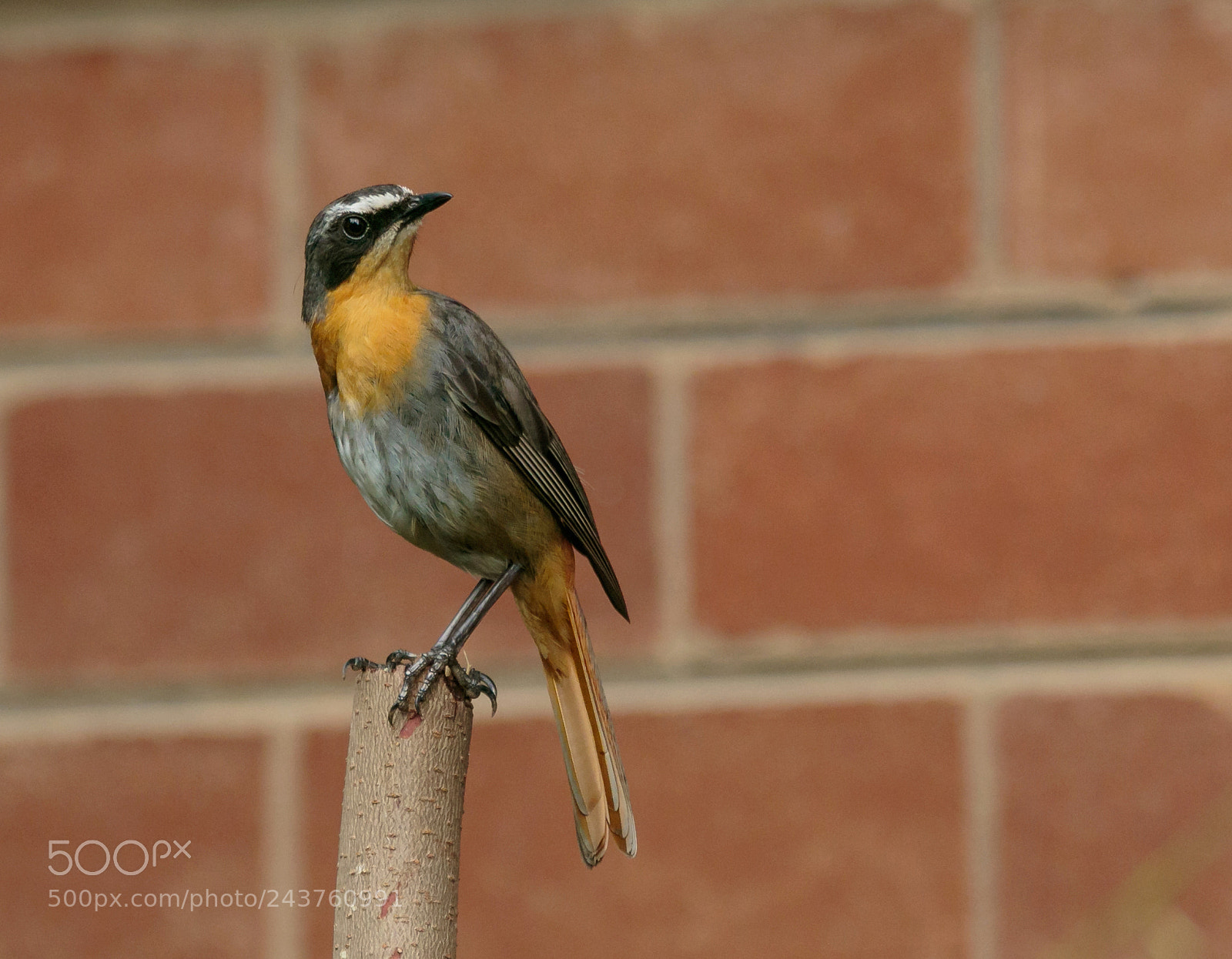 Canon EOS 7D Mark II sample photo. Sitting pretty photography
