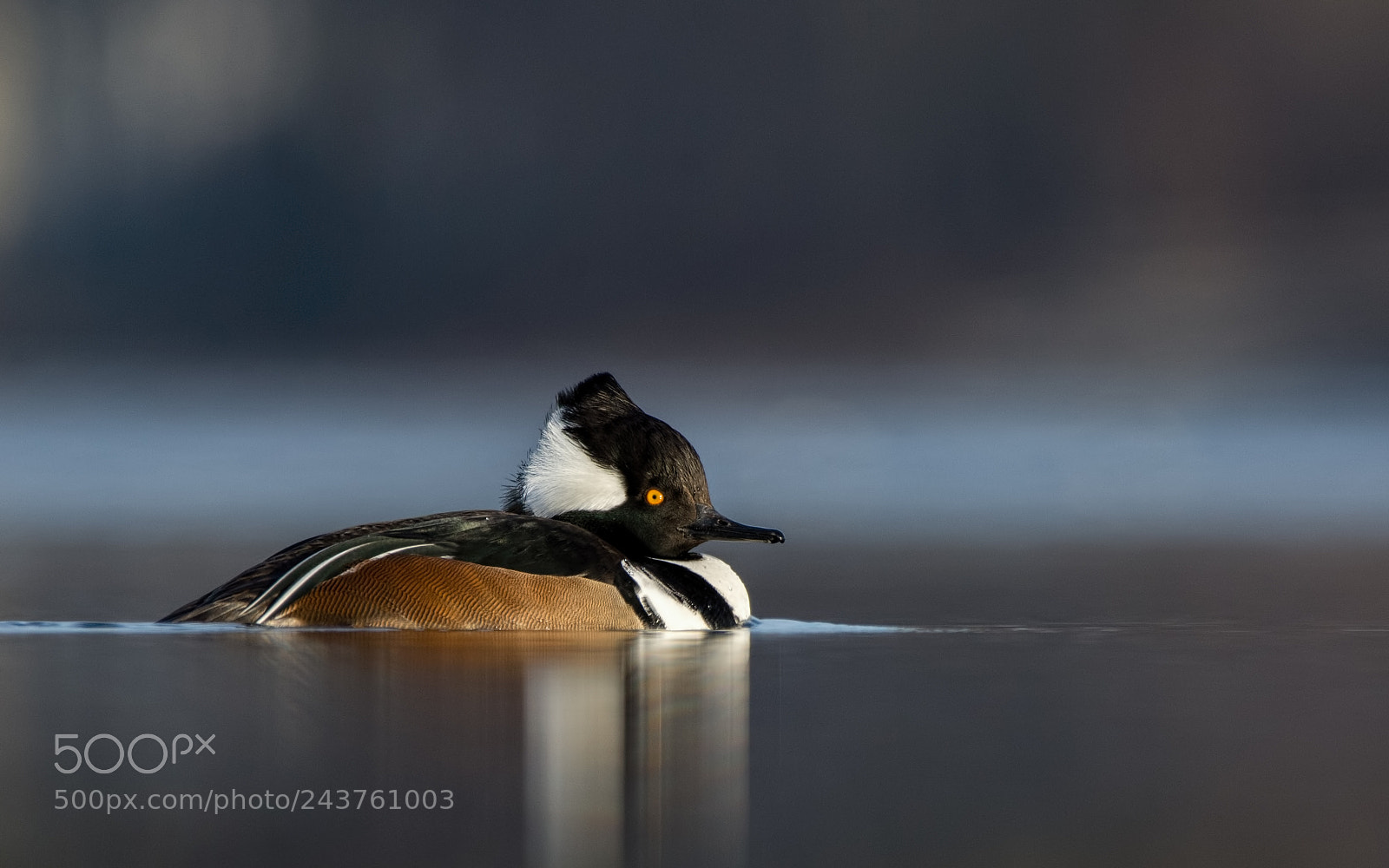 Nikon D7200 sample photo. Hooded merganser photography