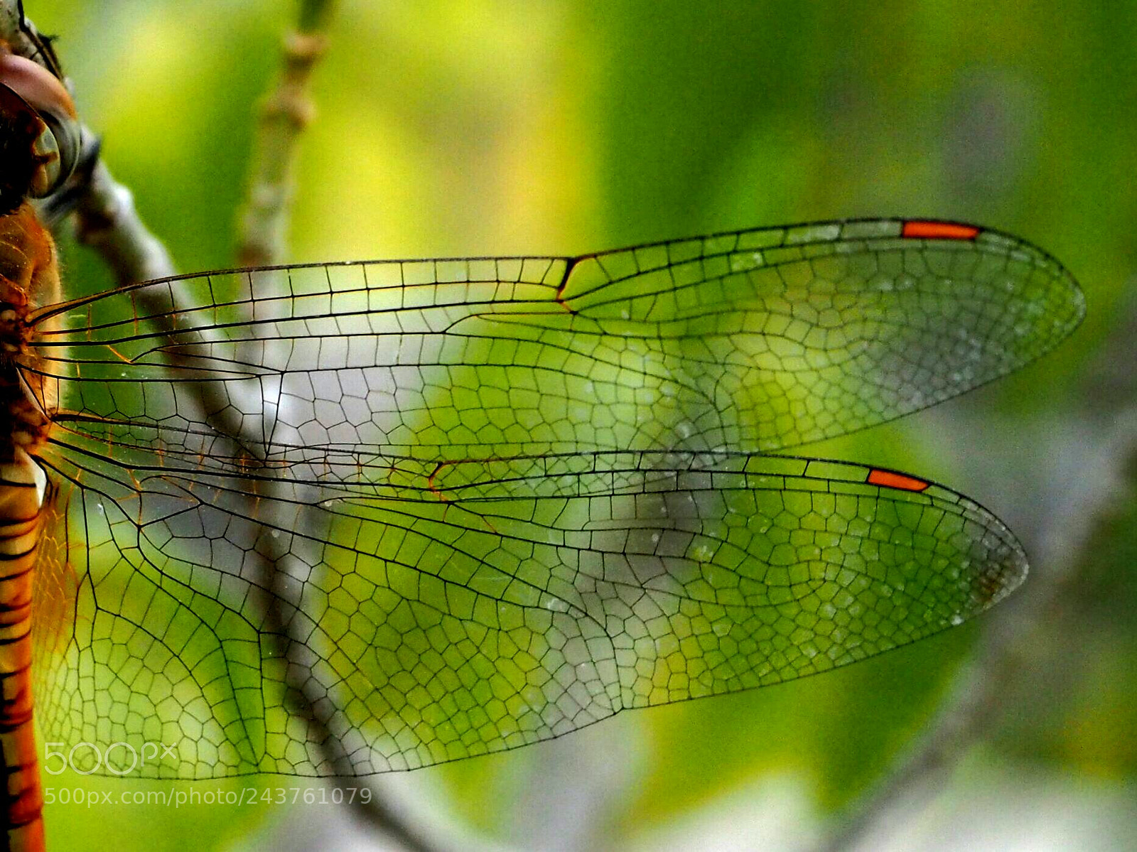 Olympus PEN E-PL7 sample photo. Beauty on wings photography
