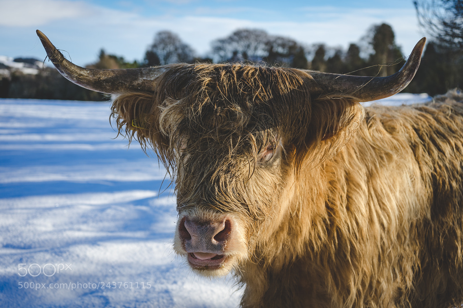 Sony a7 II sample photo. Highland cow, melrose, uk photography