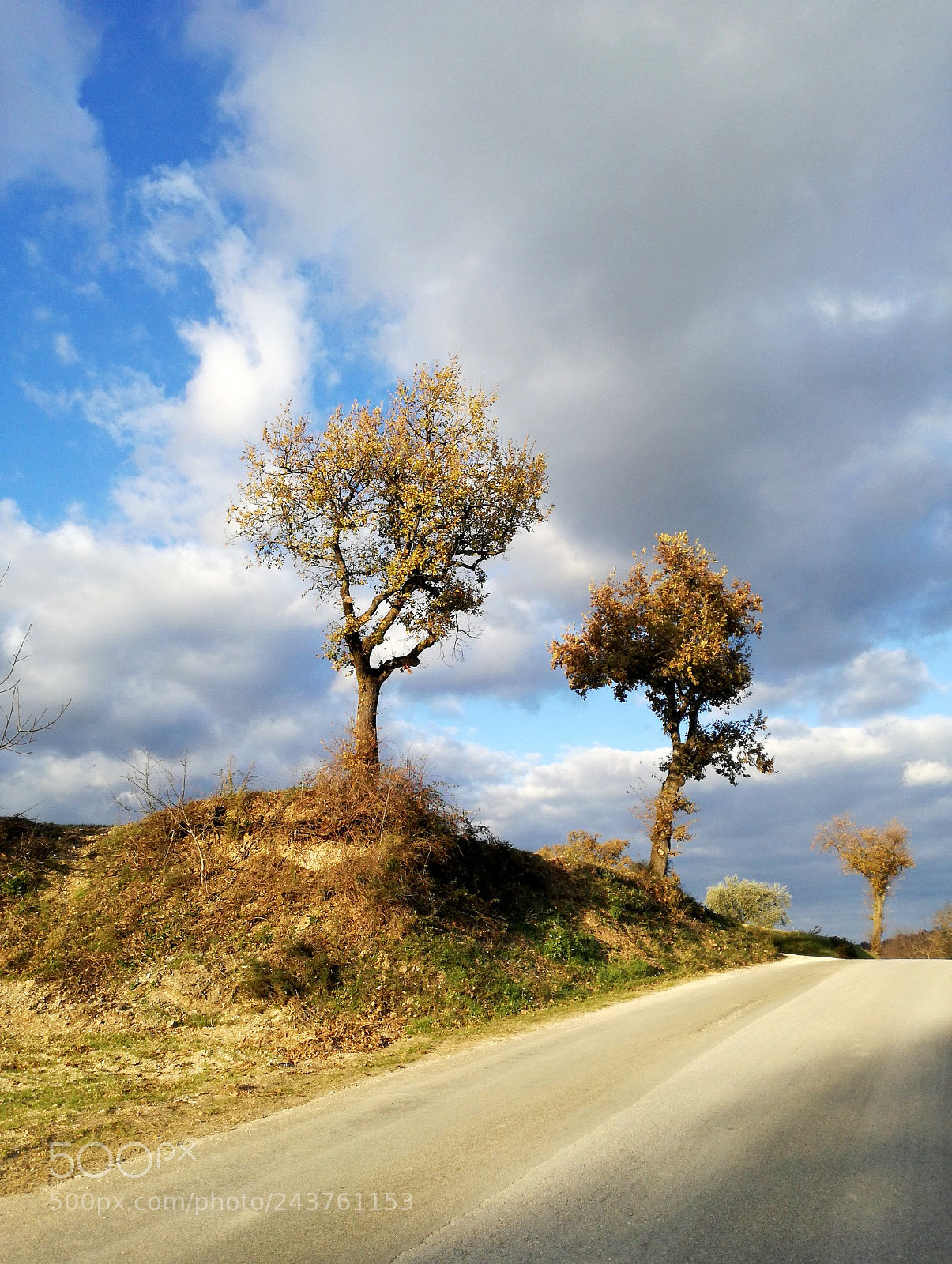 HUAWEI P9 LITE sample photo. Scatto alberoso photography