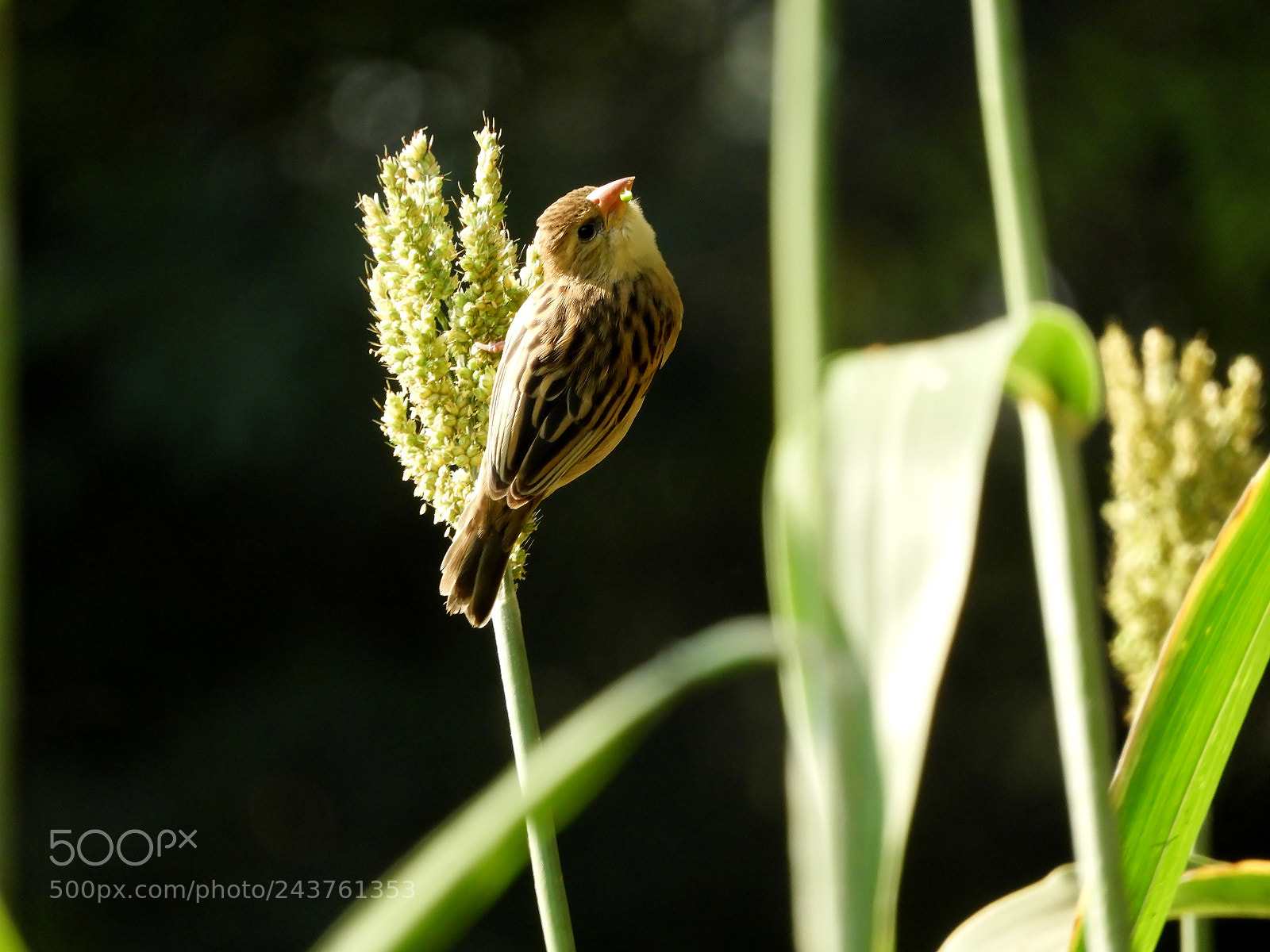 Nikon Coolpix B700 sample photo. Baya weaver photography