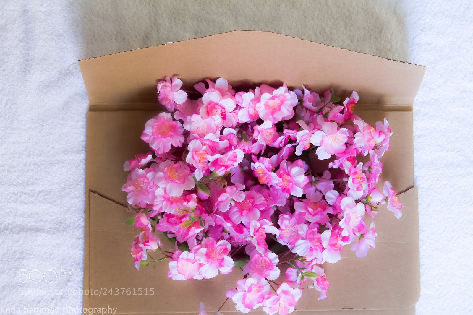 Canon EOS 550D (EOS Rebel T2i / EOS Kiss X4) sample photo. Pink flowers photography
