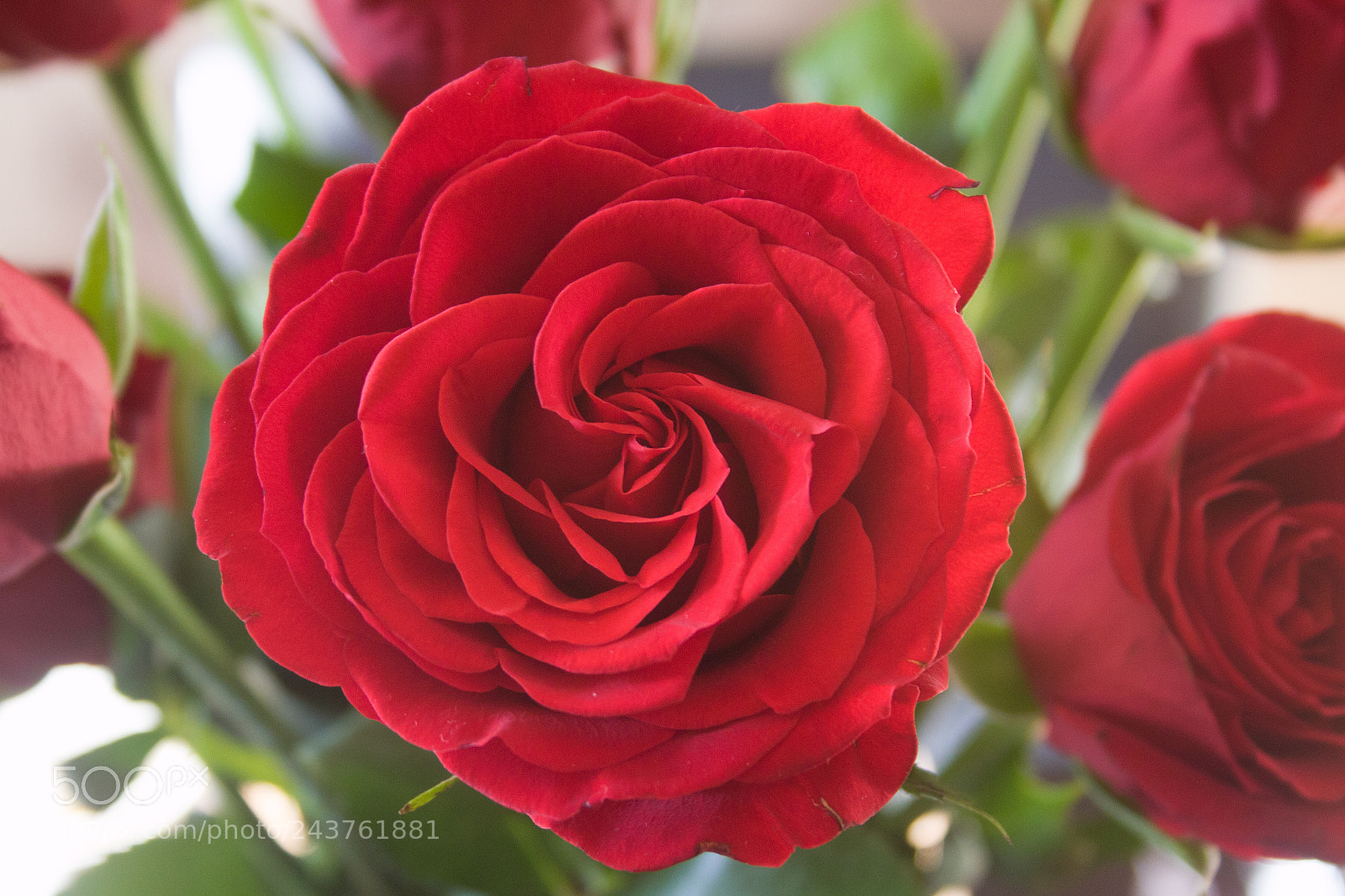 Canon EOS 500D (EOS Rebel T1i / EOS Kiss X3) sample photo. Rose photography