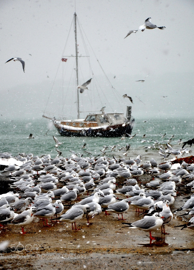 Nikon D90 sample photo. İstanbul ve kar photography