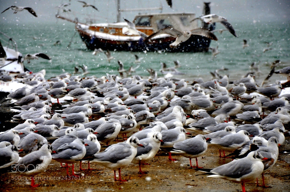 Nikon D90 sample photo. İstanbul ve kar photography