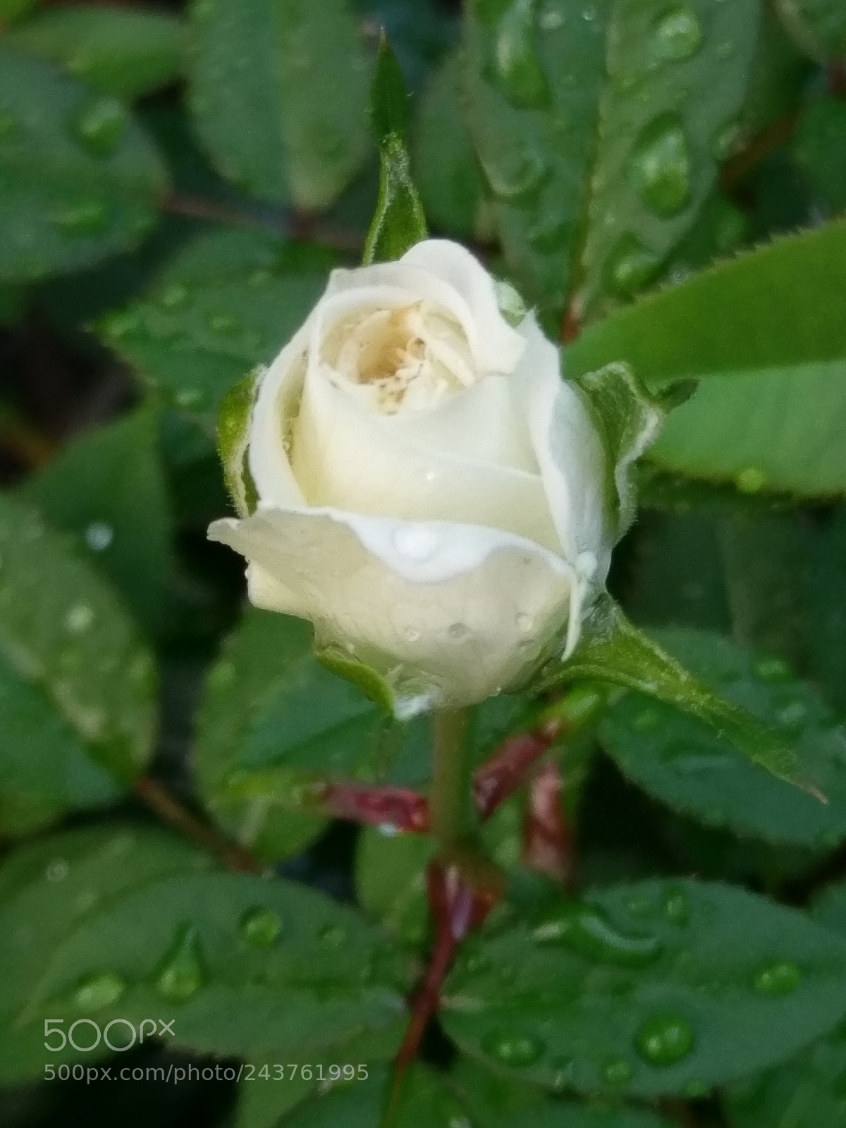 HTC 10 sample photo. Untitled photography