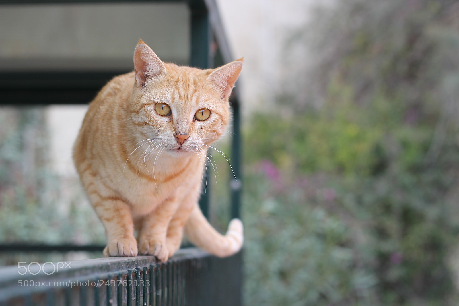 Canon EOS 60D + Canon EF 50mm F1.8 STM sample photo. Img photography