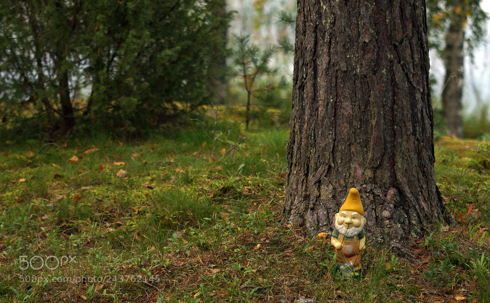 Sony SLT-A77 sample photo. Gnome photography