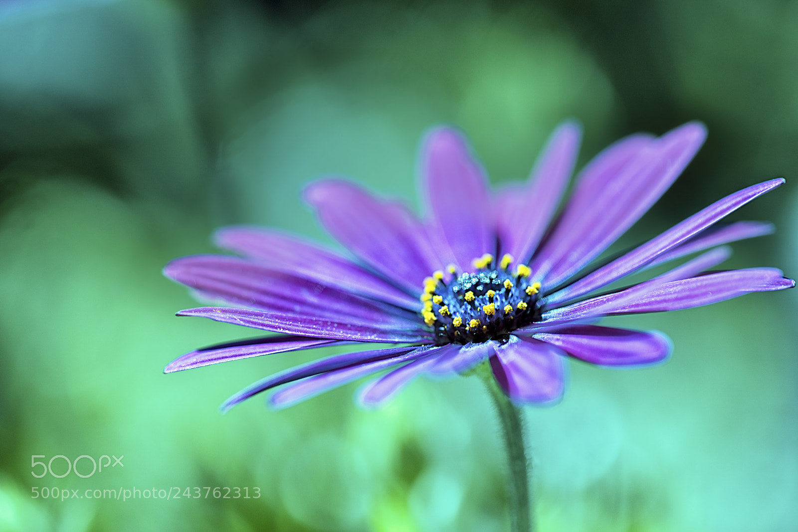 Nikon D810 sample photo. In my garden photography