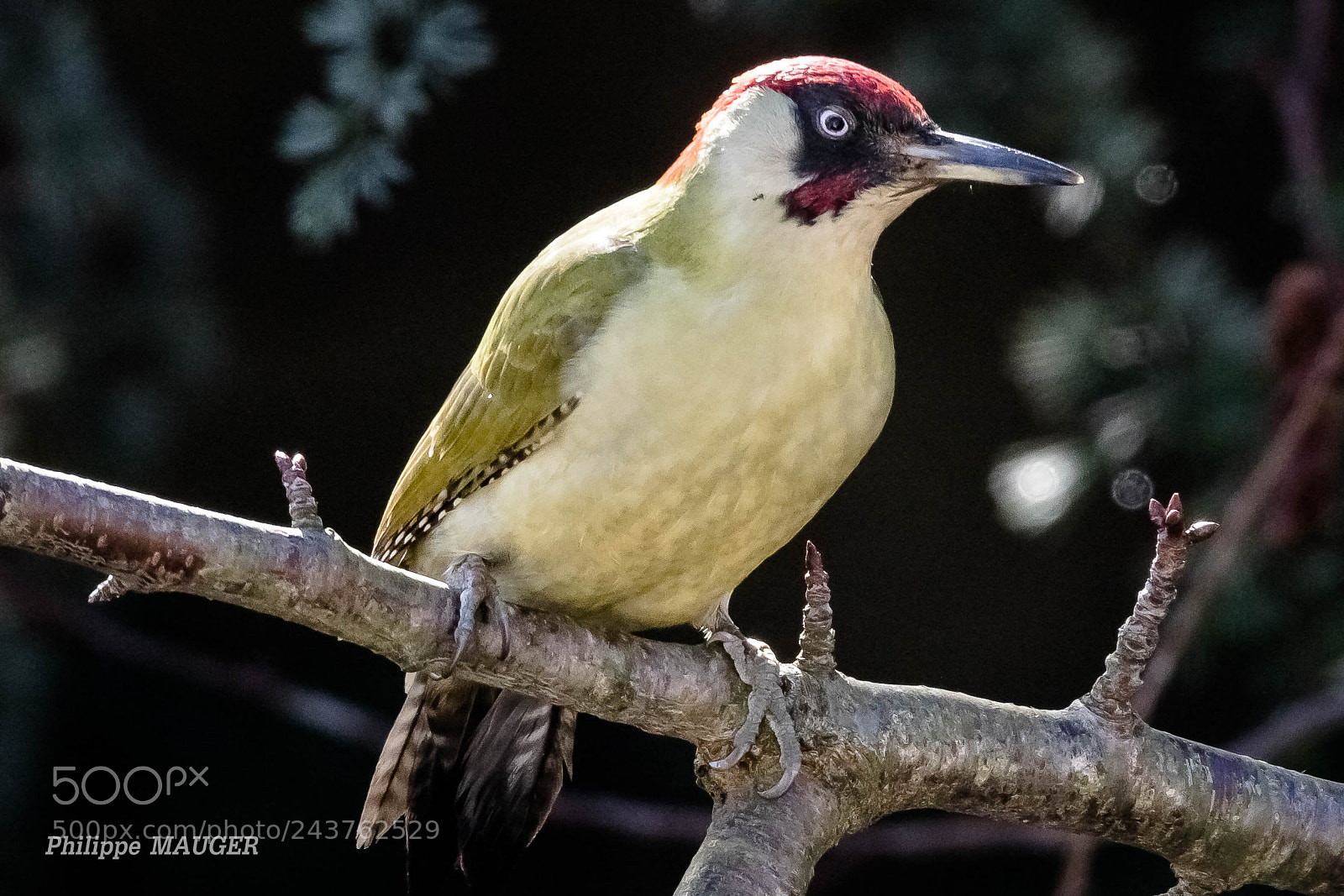 Canon EOS 7D Mark II sample photo. Pic vert (mâle) photography