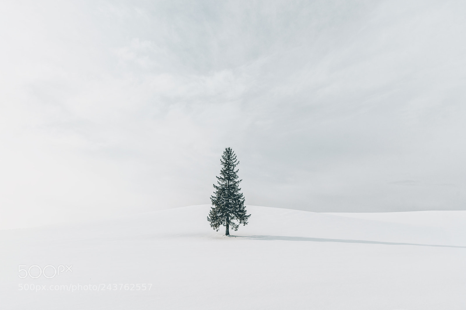 Sony a7 sample photo. A christmas tree photography