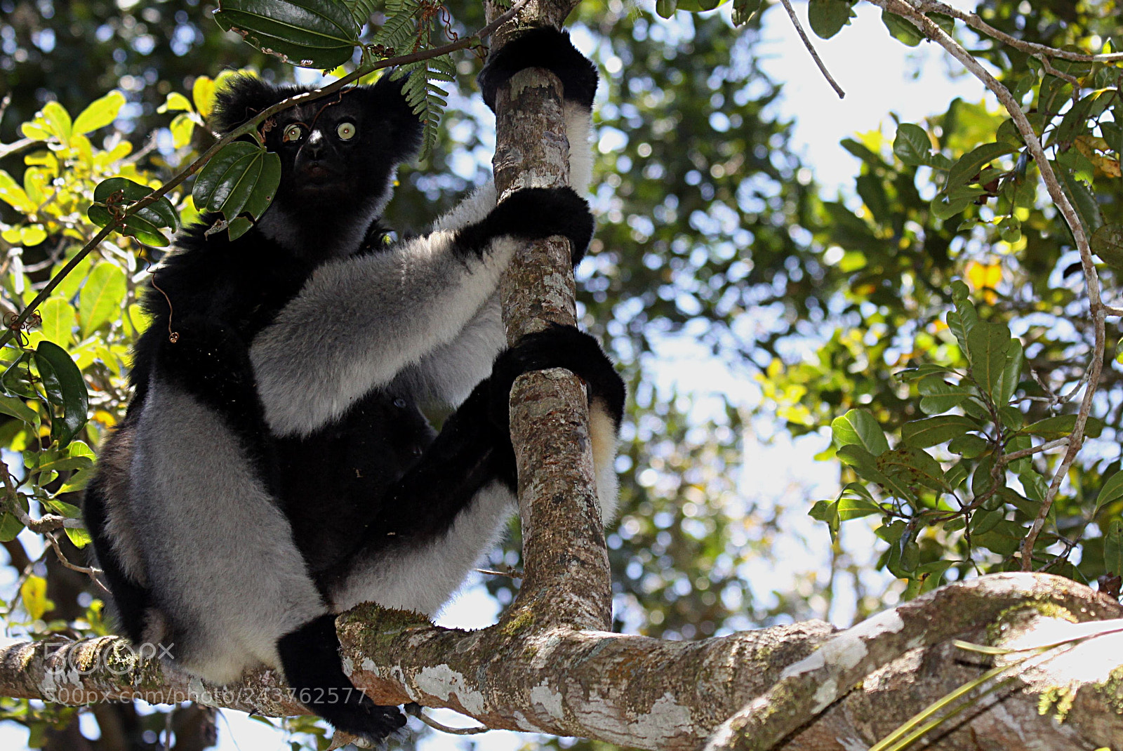 Canon EF 70-300mm F4-5.6 IS USM sample photo. Indri indri photography