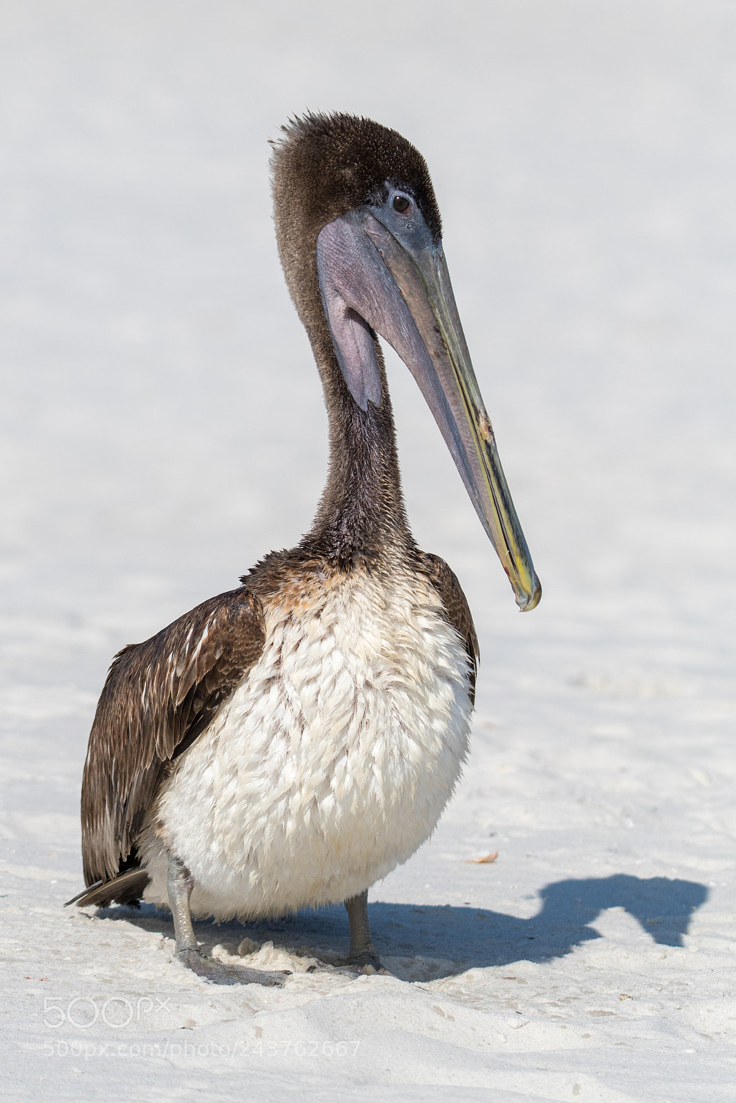 Nikon D500 sample photo. Pelican posing photography