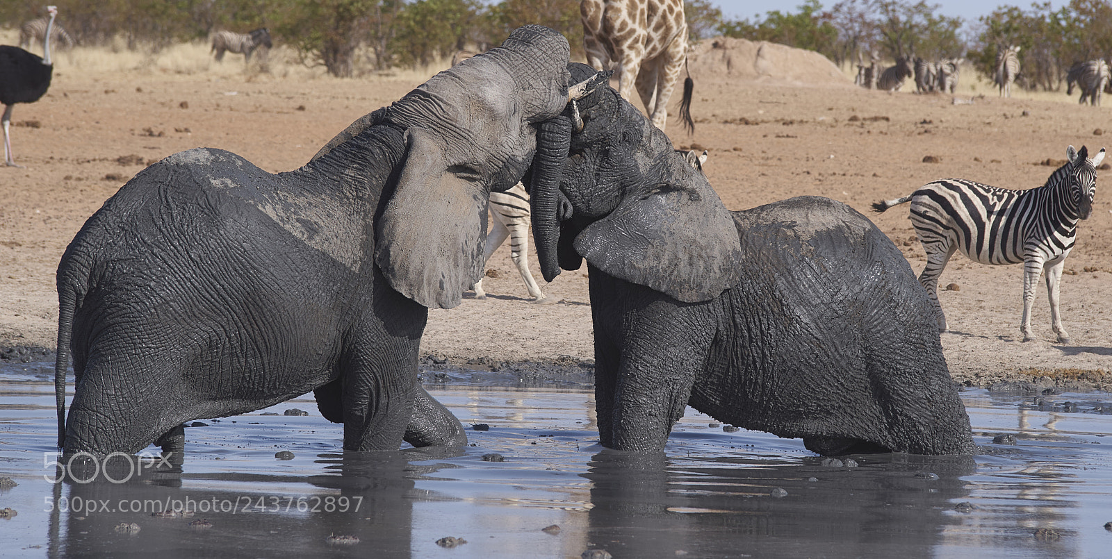 Pentax K-1 sample photo. Kissing elephants photography