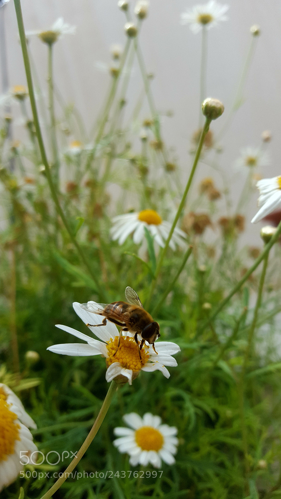 Samsung Galaxy S6 sample photo. Glutines. photography