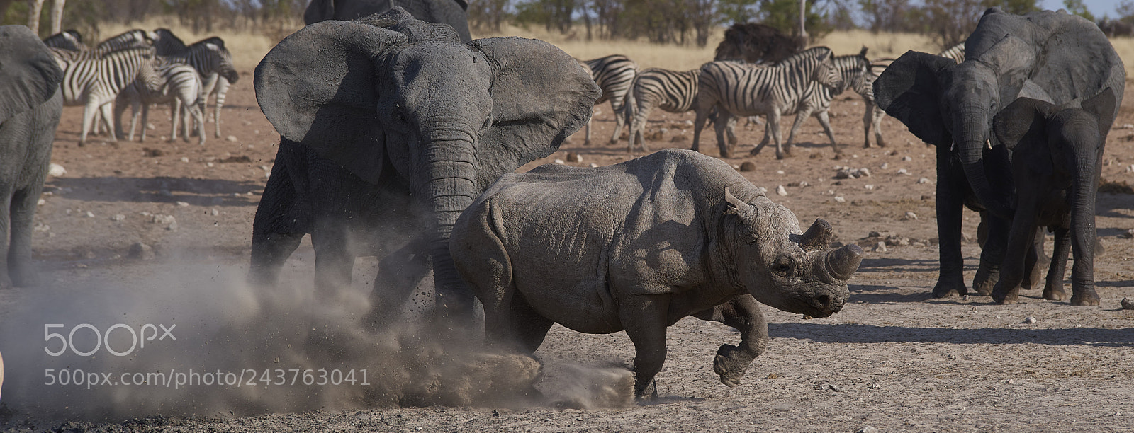Pentax K-1 sample photo. Fighting elephant and rhino photography