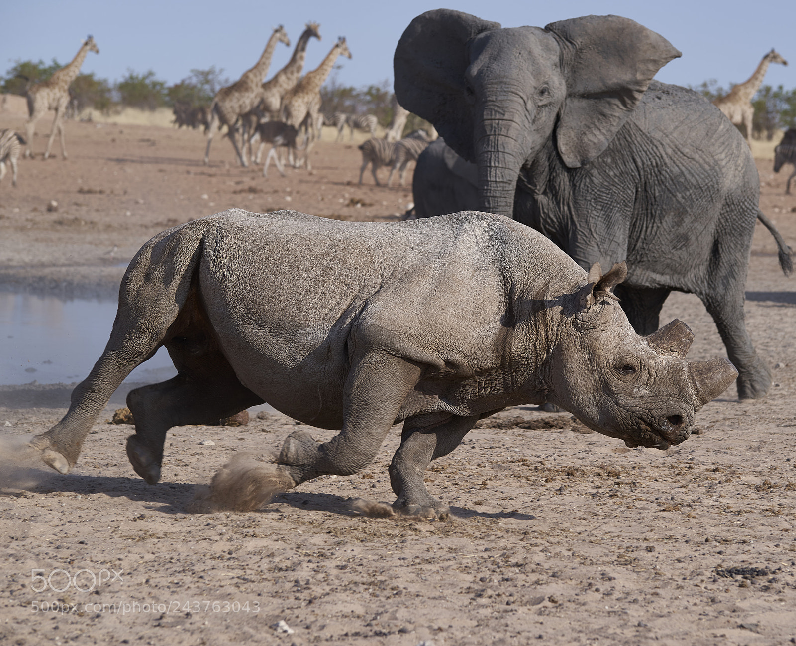 Pentax K-1 sample photo. Fighting elephant and rhino 2 photography