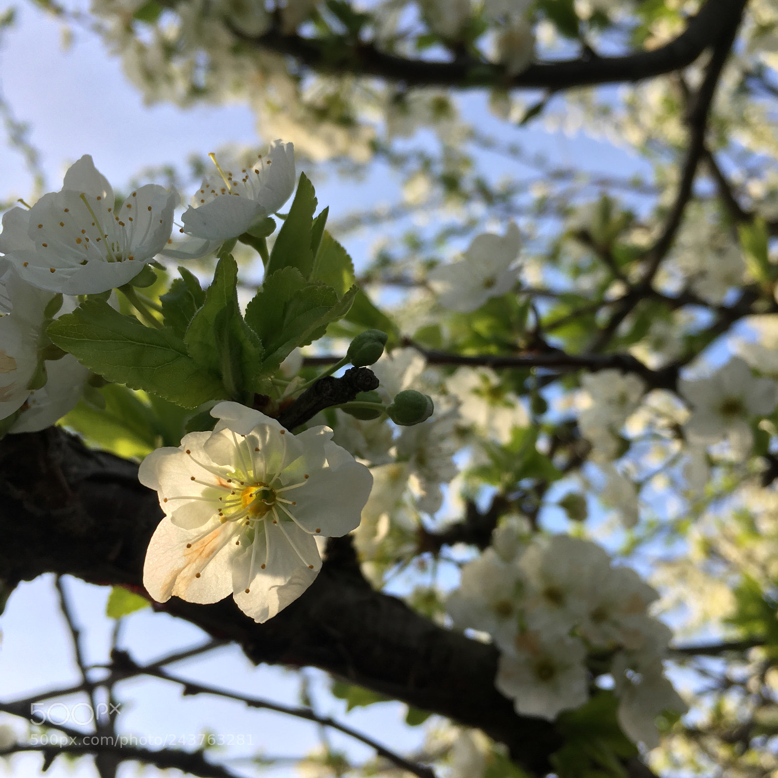 Apple iPhone SE sample photo. Yfpp photography