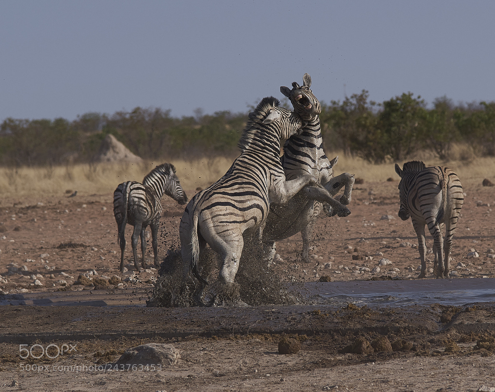 Pentax K-1 sample photo. Fighting for the leadership photography