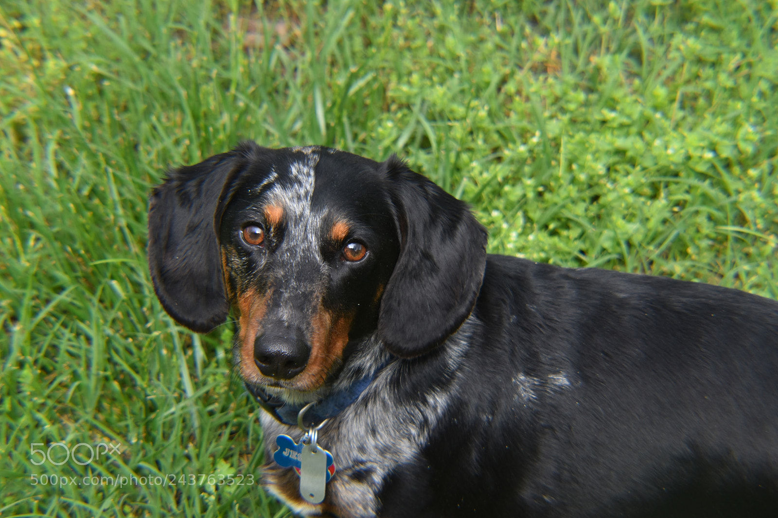 Nikon D5600 sample photo. Dachshund photography