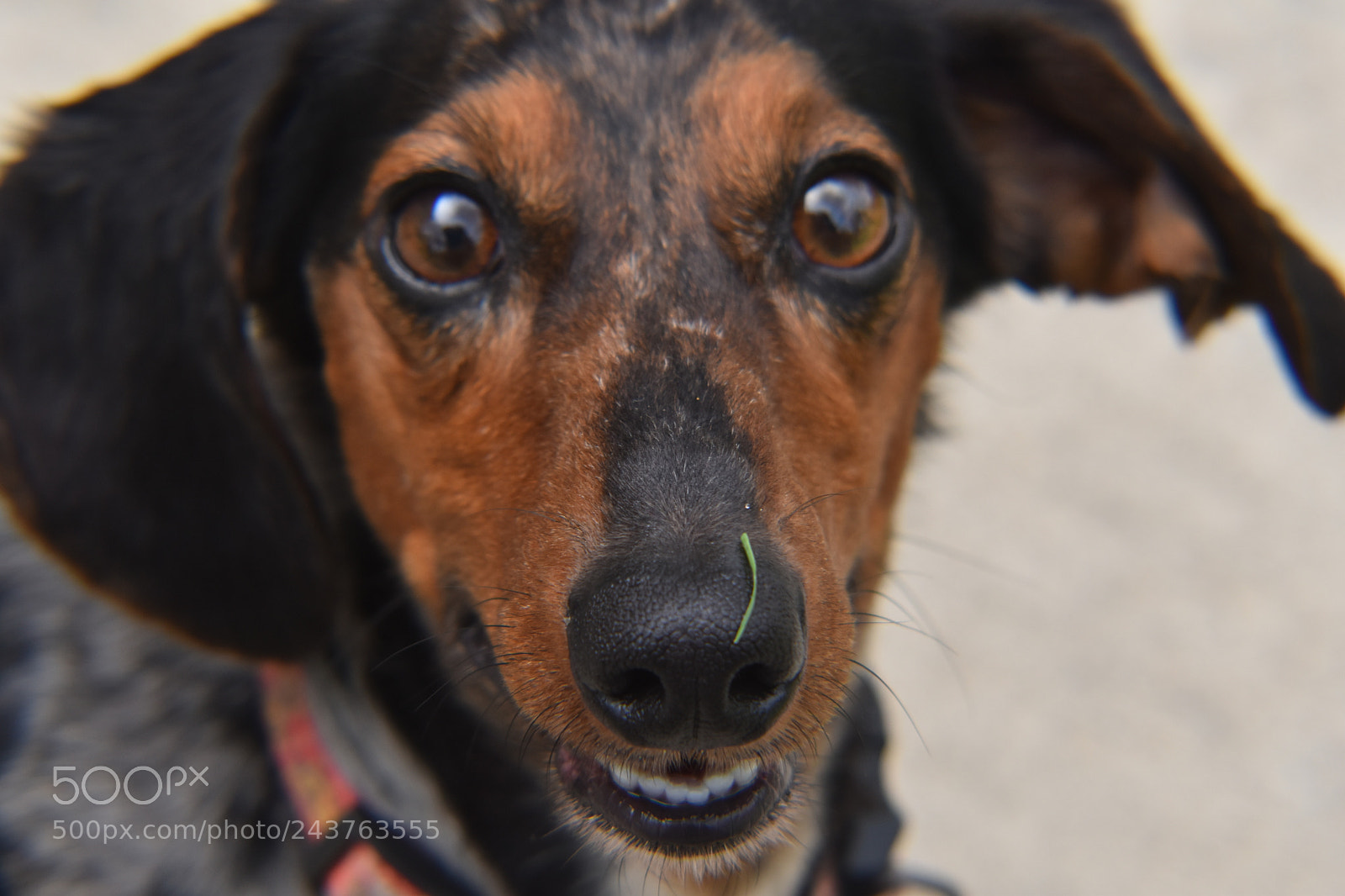 Nikon D5600 sample photo. Dachshund photography