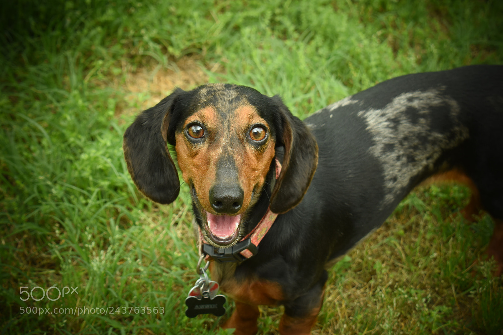 Nikon D5600 sample photo. Dachshund photography