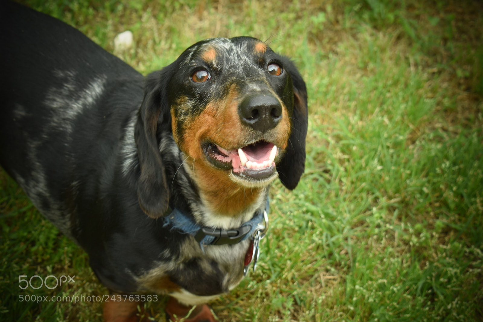 Nikon D5600 sample photo. Dachshund photography